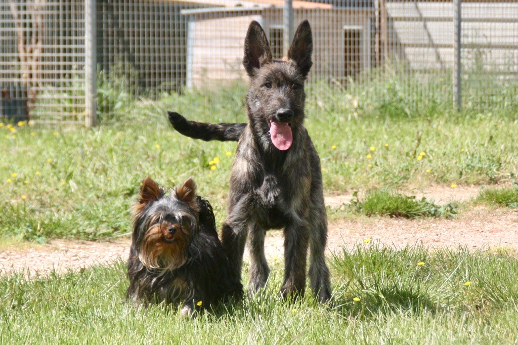 Publication : du rocher de saphir 