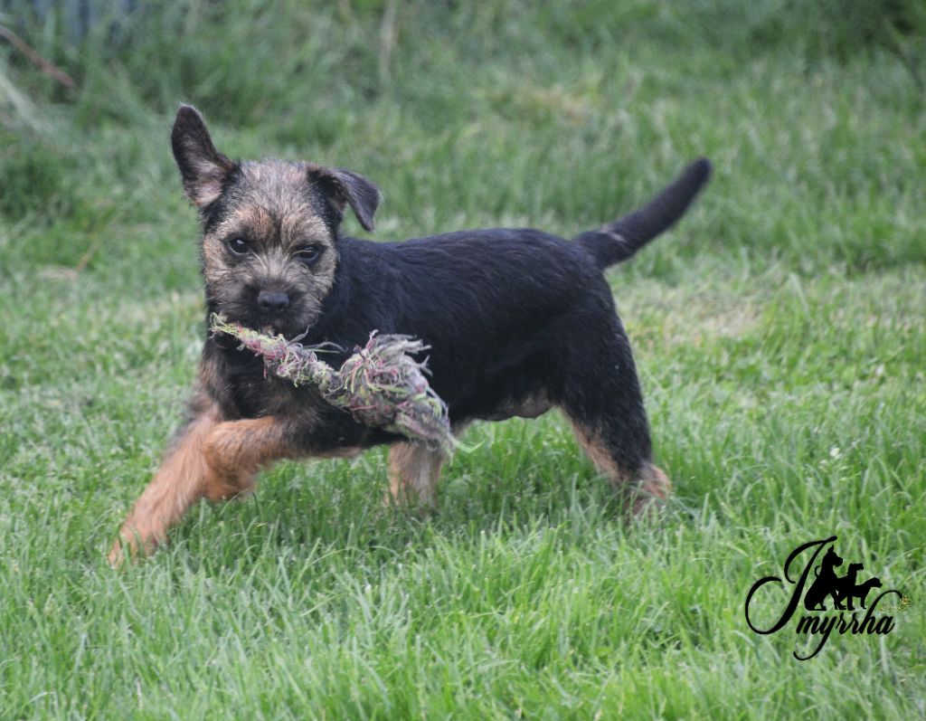 Publication : D'imyrrha Auteur : d'imyrrha