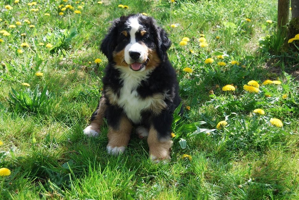 Publication : Du vol des alouettes