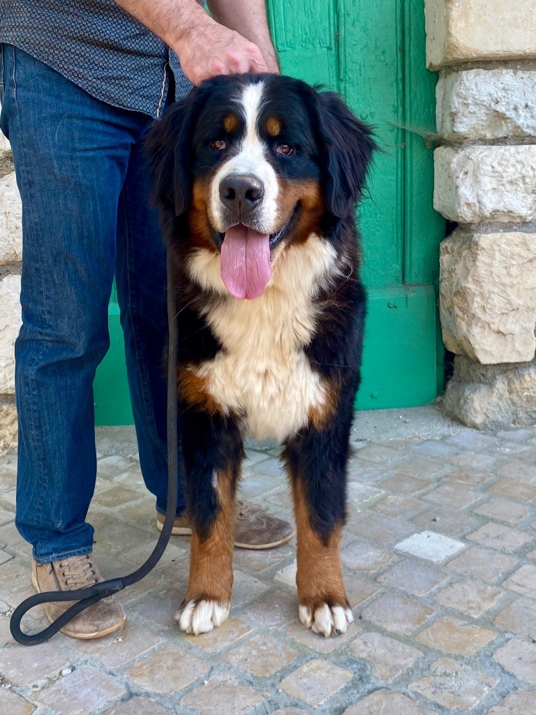 Publication : Du Verger Des Beaurepaires Auteur : Barrault M