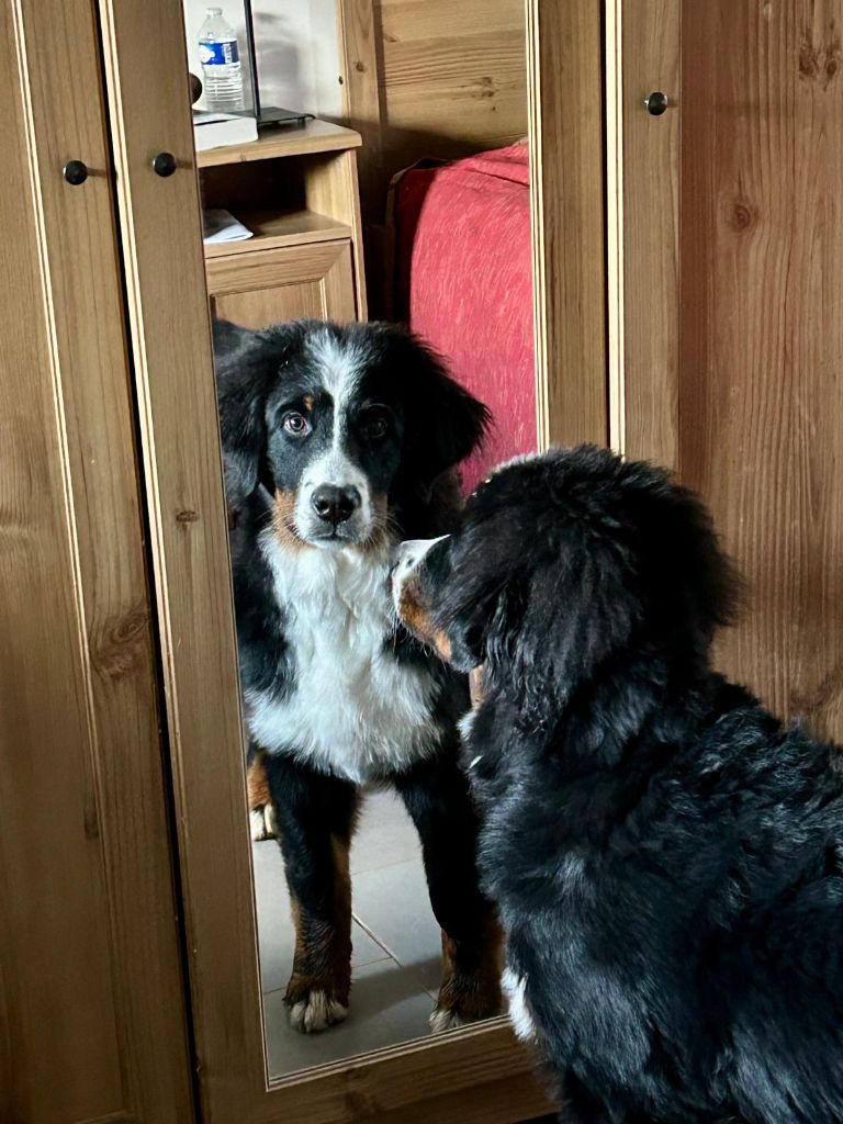 Publication : De Loargann Auteur : DE LOARGANN