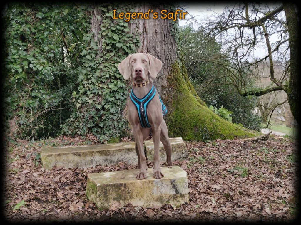 Publication : Legend's Safir 