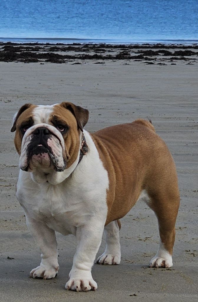 Publication : Norma Des Flots Du Guë 