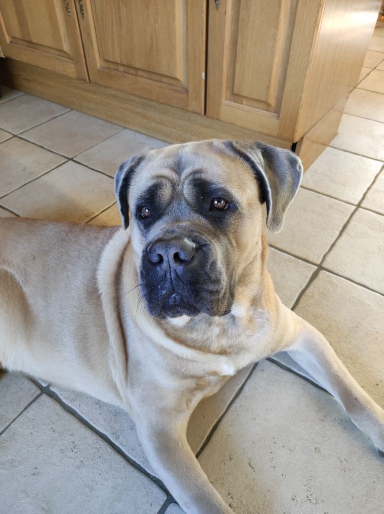 Publication : De La Cour Italienne 