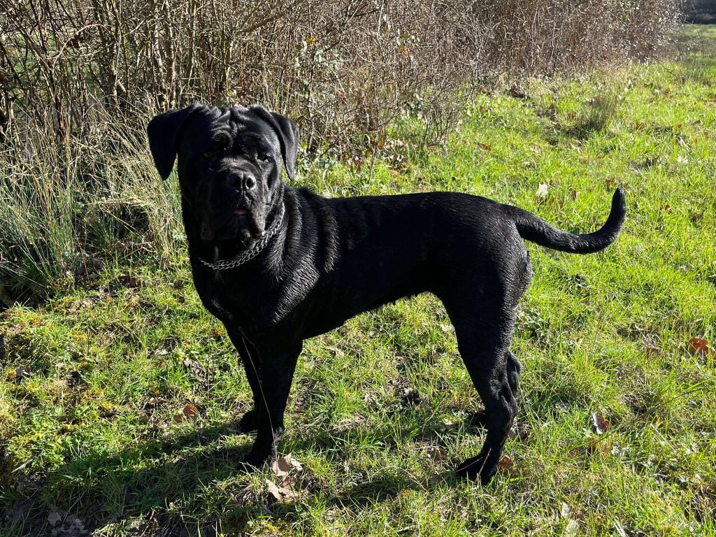 Publication : De La Cour Italienne 