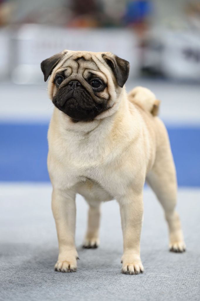 Publication : du Val de L'enchanteur 