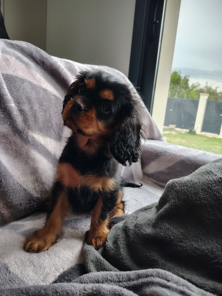 Publication : Des Lutins D'Ursuvic