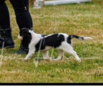 Publication : L'Elevage De Joi 