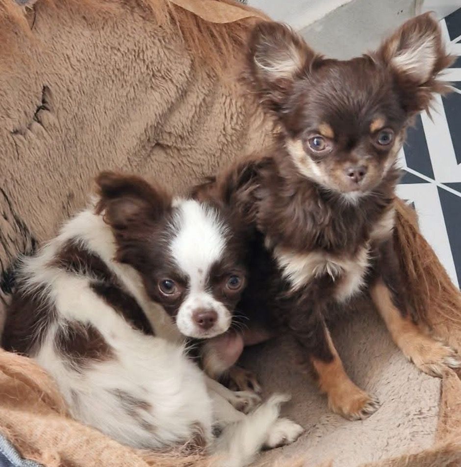 Publication : des parfums d'ambre 