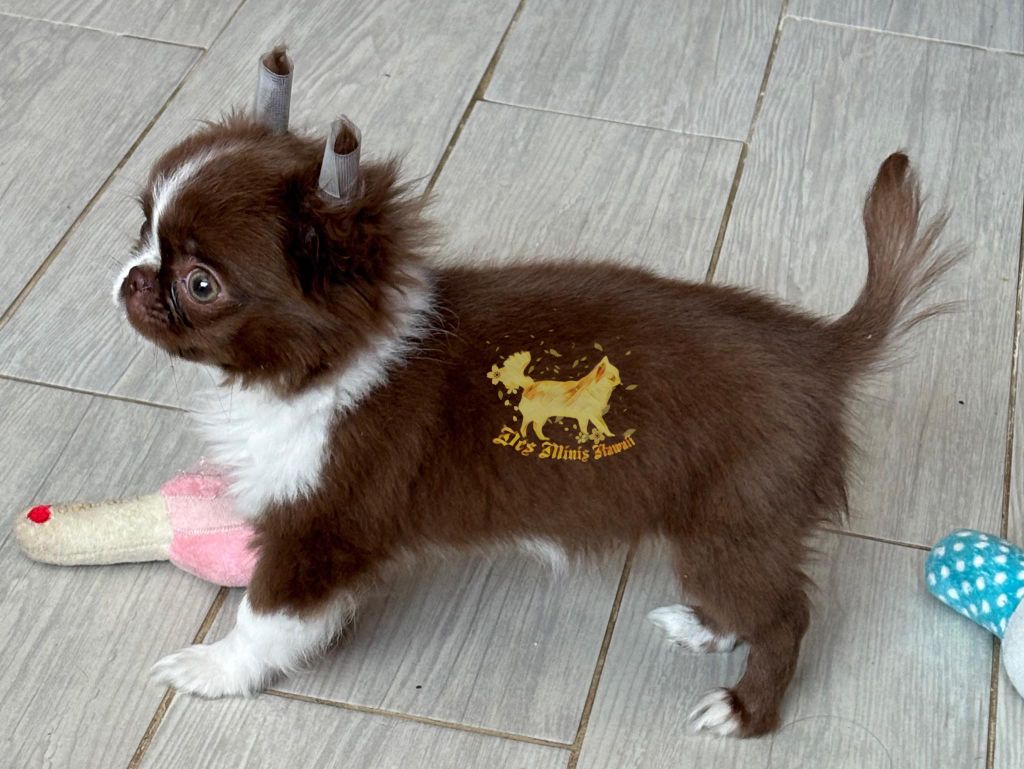 Publication : Des Minis Kawaii Auteur : Minis Kawaii