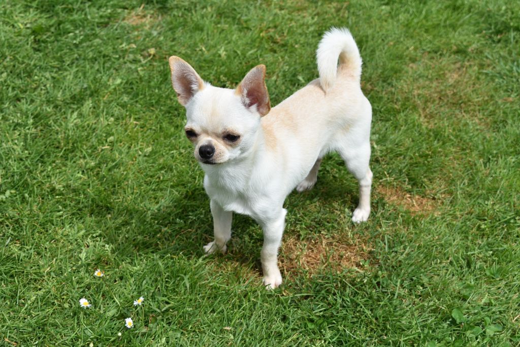 Publication : de l'elixir d'amour 