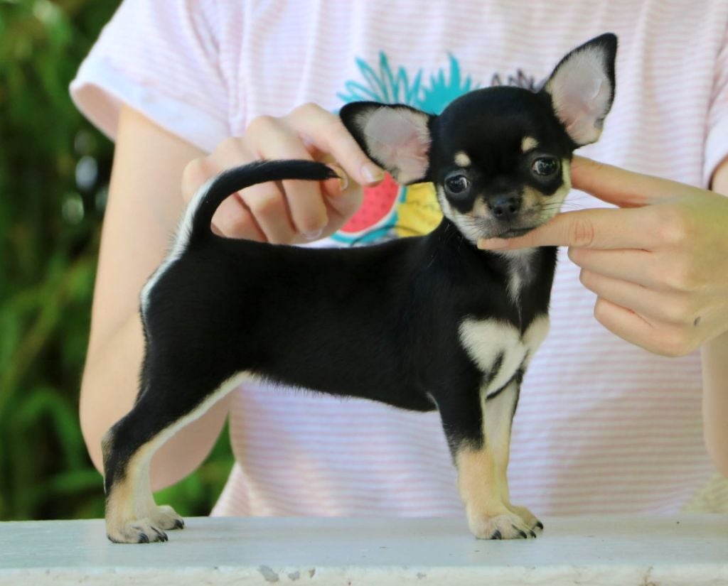 Publication : Voxel Ux Auteur : Voxel Ux