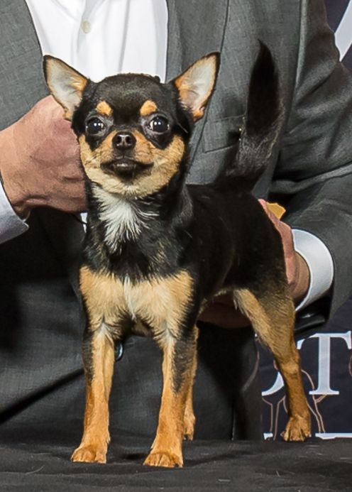 Publication : Du Domaine De Montbrieux Auteur : DOMAINE DE MONTBRIEUX