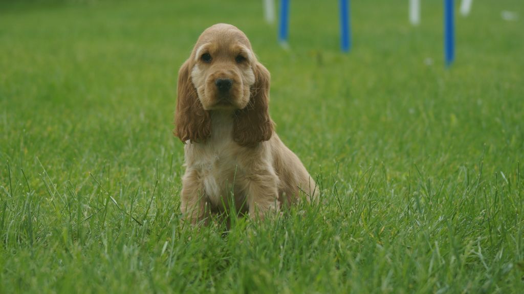 Publication : Des Terres De Beaulieu 