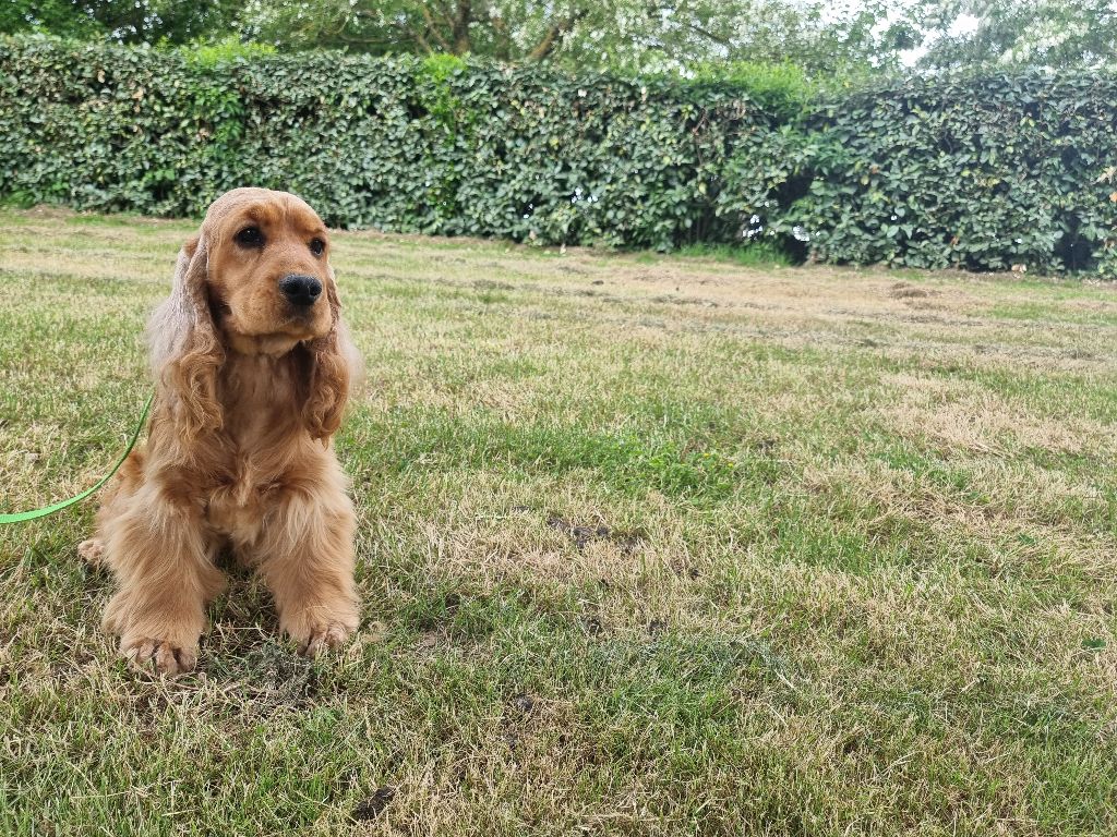 Publication : des bois de la bro 