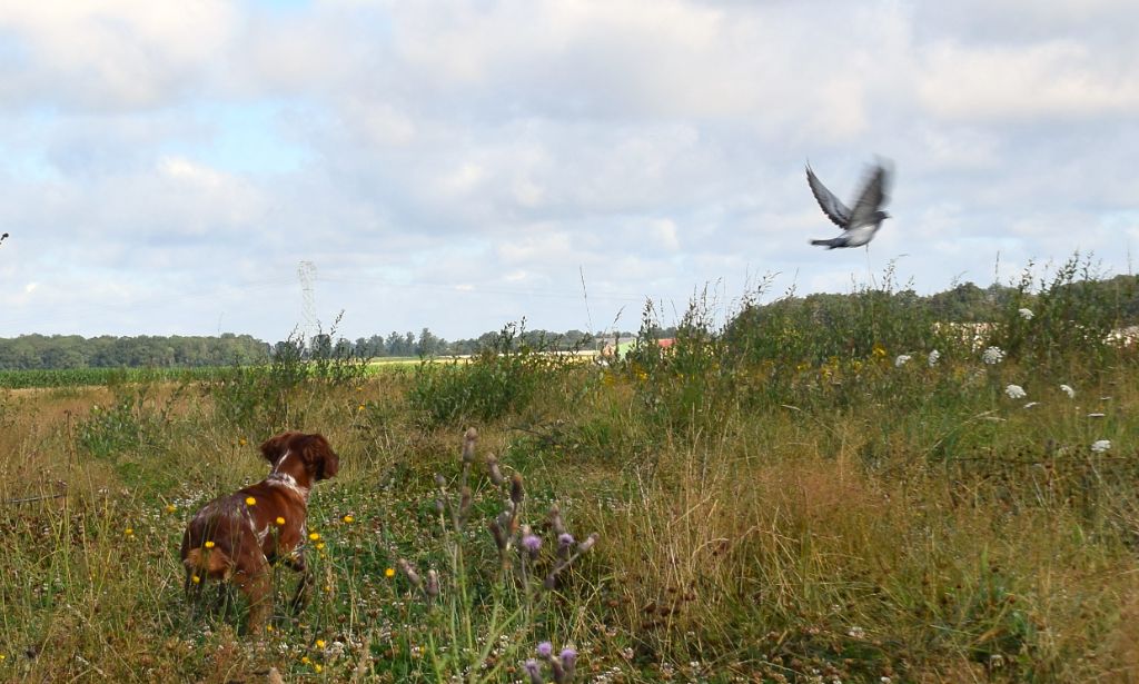 Publication : De La Balisotiere Auteur : FABIENNE R