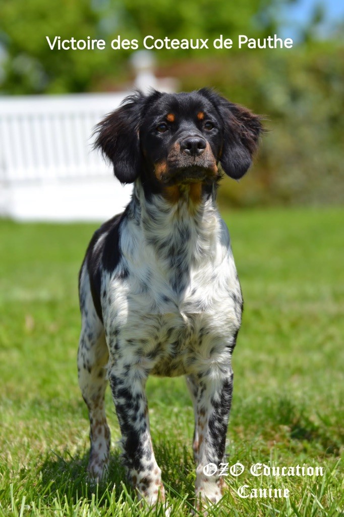 Publication : Des Coteaux De Pauthe 