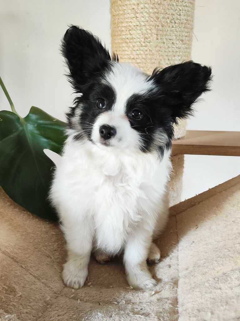 Publication : Des Rivages De Numenor 