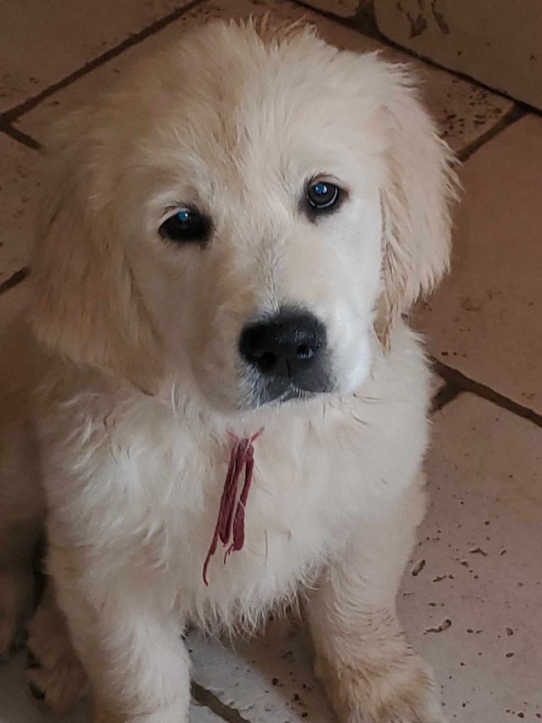 Publication : De Sweety Fox Auteur : Elevage de Sweety Fox 