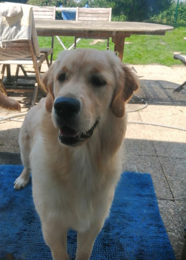 Publication : De La Foret Des Boules De Poils