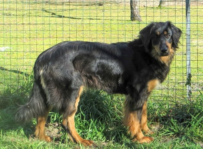 Publication : Des bois de piron 