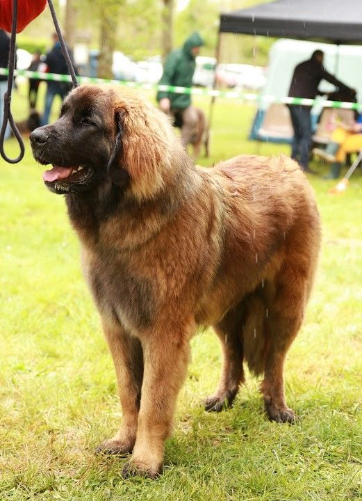 Publication : du Chapeau de gendarme Auteur : OLIVIER AUDEBERT