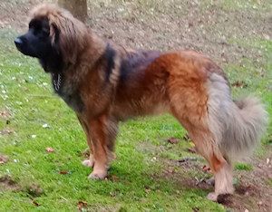 Publication : nagybobanya Auteur : Hein Sibrijns