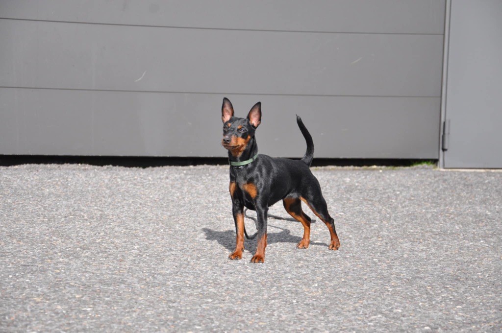 Publication : Du Silver Crystal 