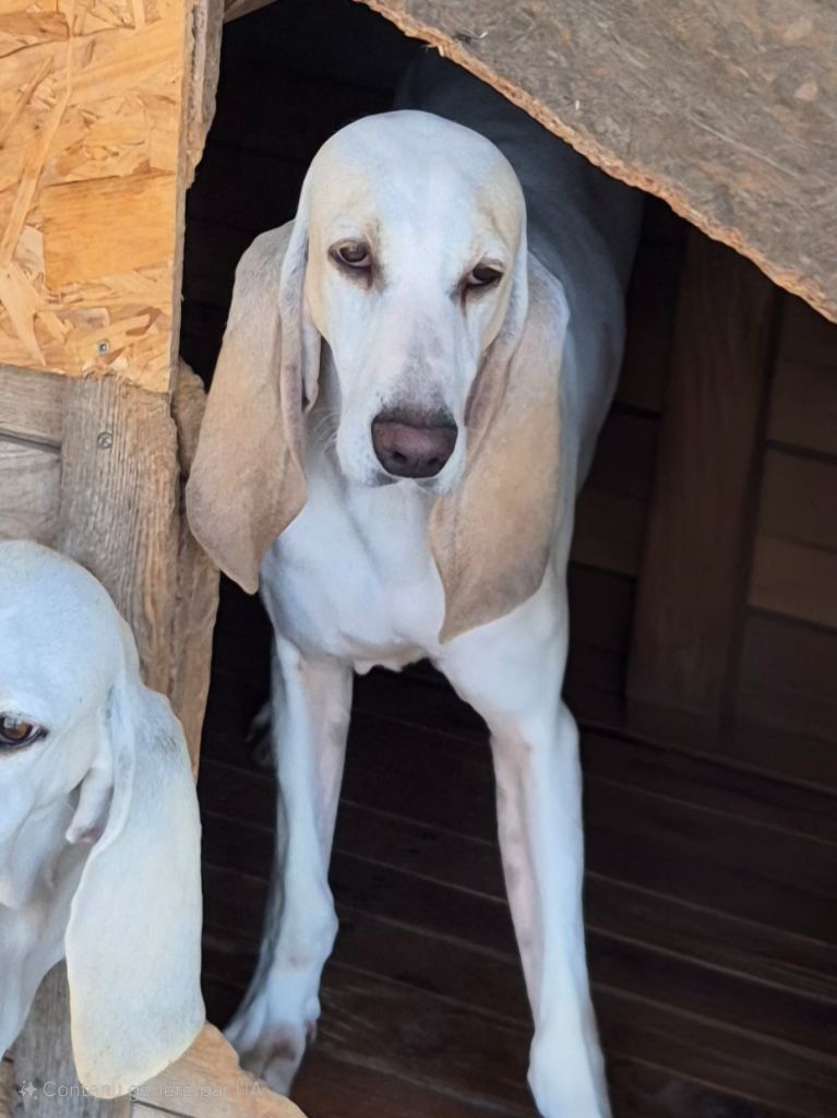 Publication : Du Roc De La Loubière