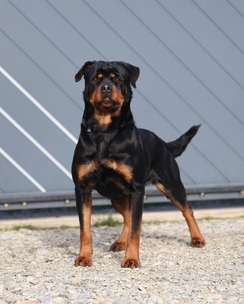 Publication : Von Schwarzer Beschützer 