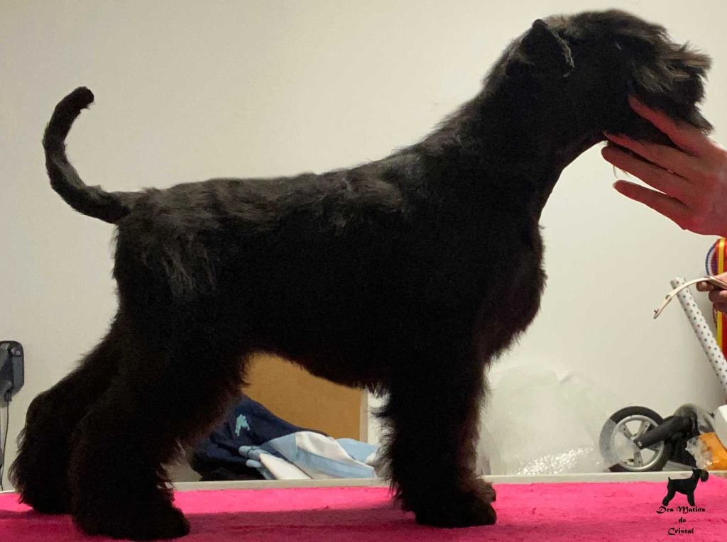 Publication : Des matins de cristal Auteur : Elevage Des Matins De Cristal