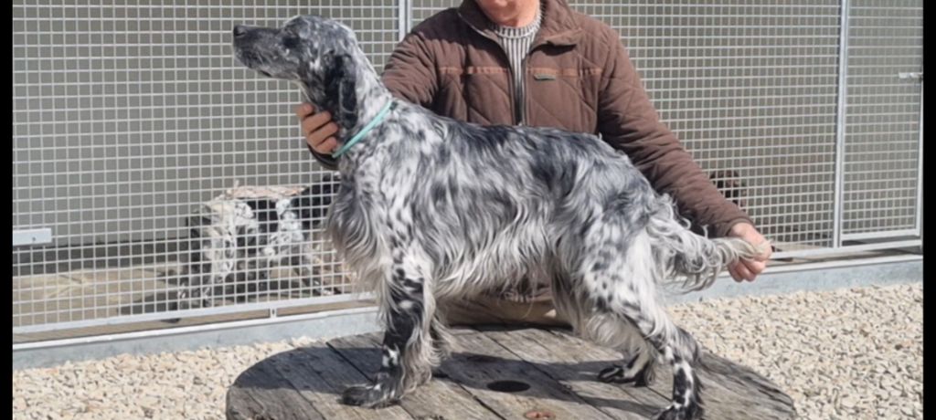 Publication : de la centaurée noire 