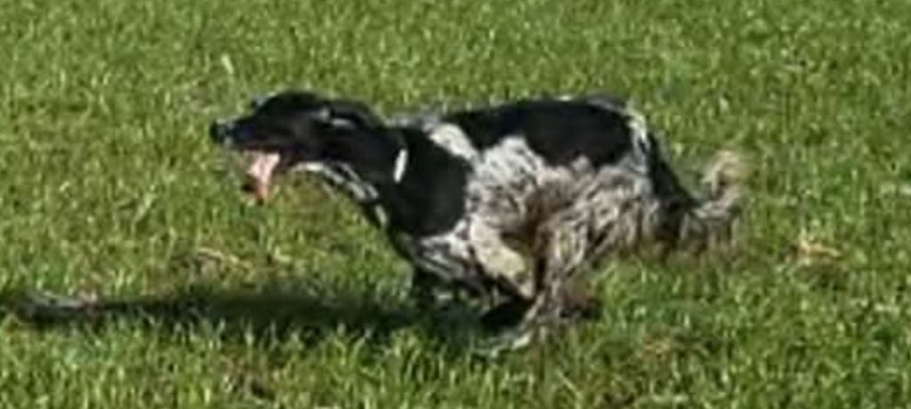 Publication : de la centaurée noire 