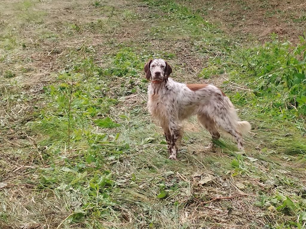 Publication : Des bois des guenins Auteur : Pascal CHAILLOU