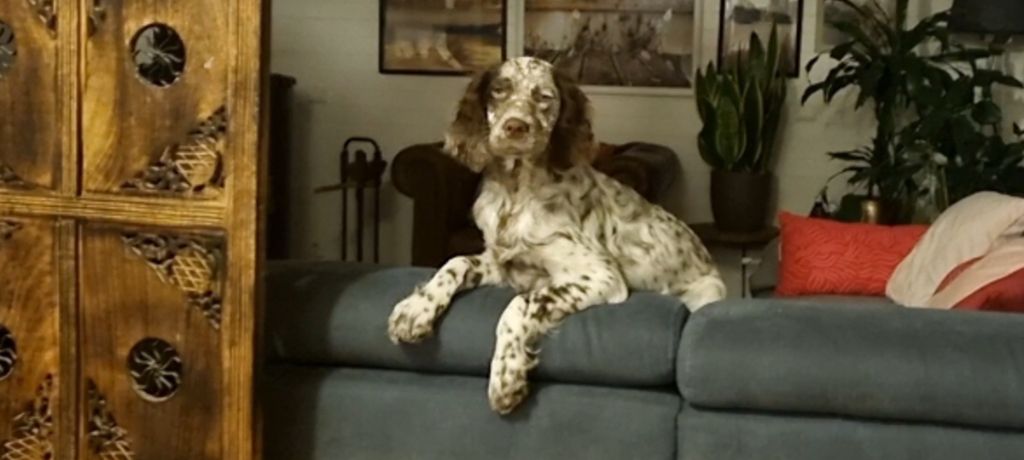 Publication : de la centaurée noire