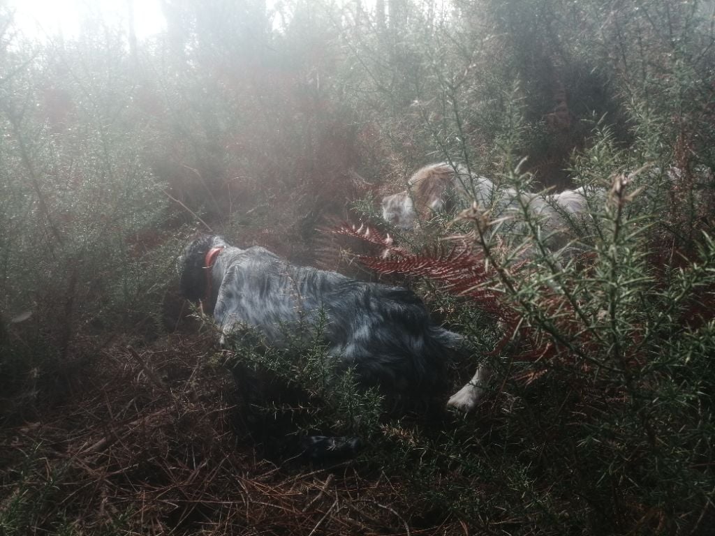 Publication : Iratiko