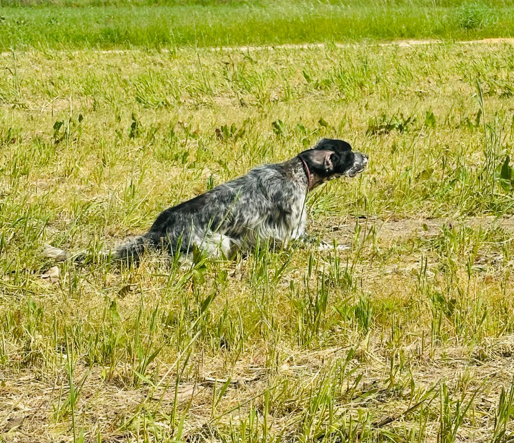 Publication : Du Chenil De Pépon Auteur : VINCENT CASTEDE