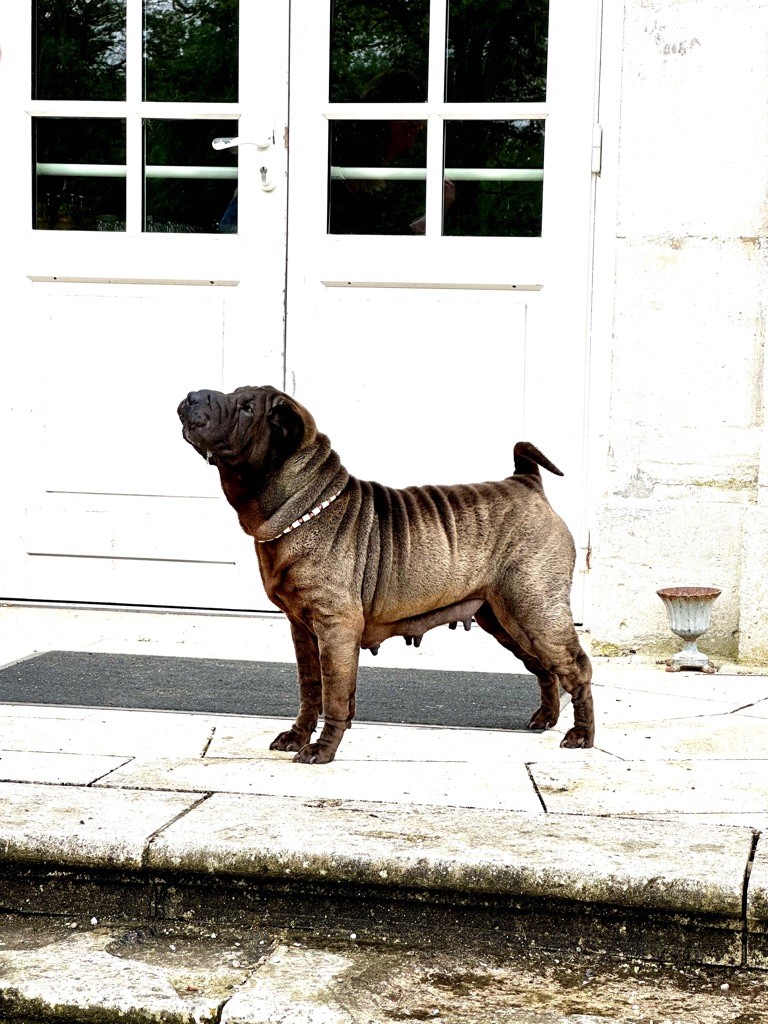 Publication : Du Silver Crystal 