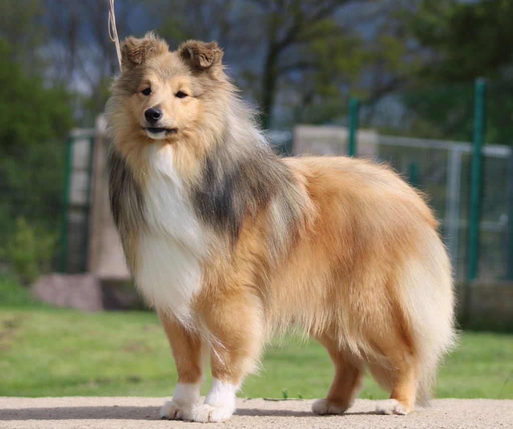 Publication : Of Manawan Island 