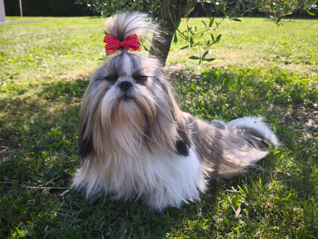 Publication : du Manoir des Anges Gardiens Auteur : Manoir des Anges Gardiens