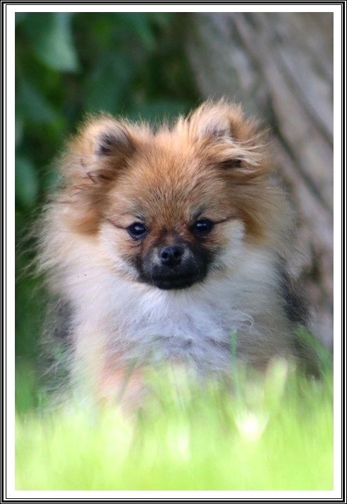 Publication : du bois des amazones Auteur : du Bois des Amazones