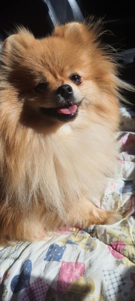 Publication : Des Splendides Frimousses 