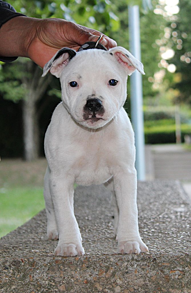 Publication : Karukera Empire 