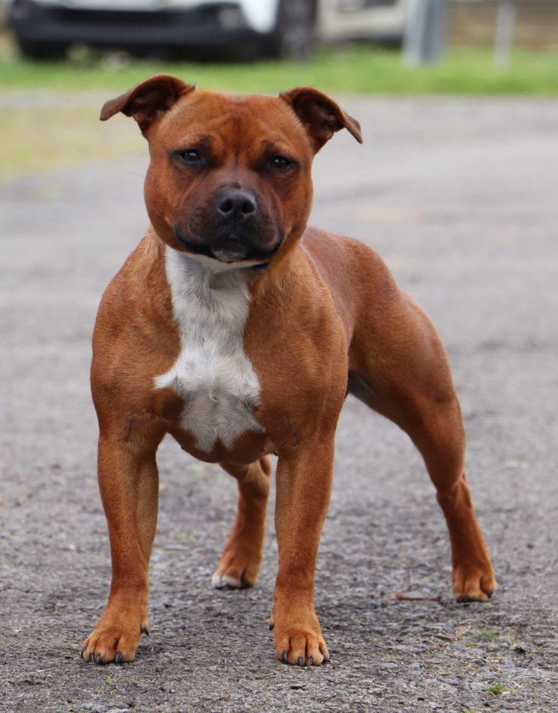 Publication : Des Terres D'Iro 