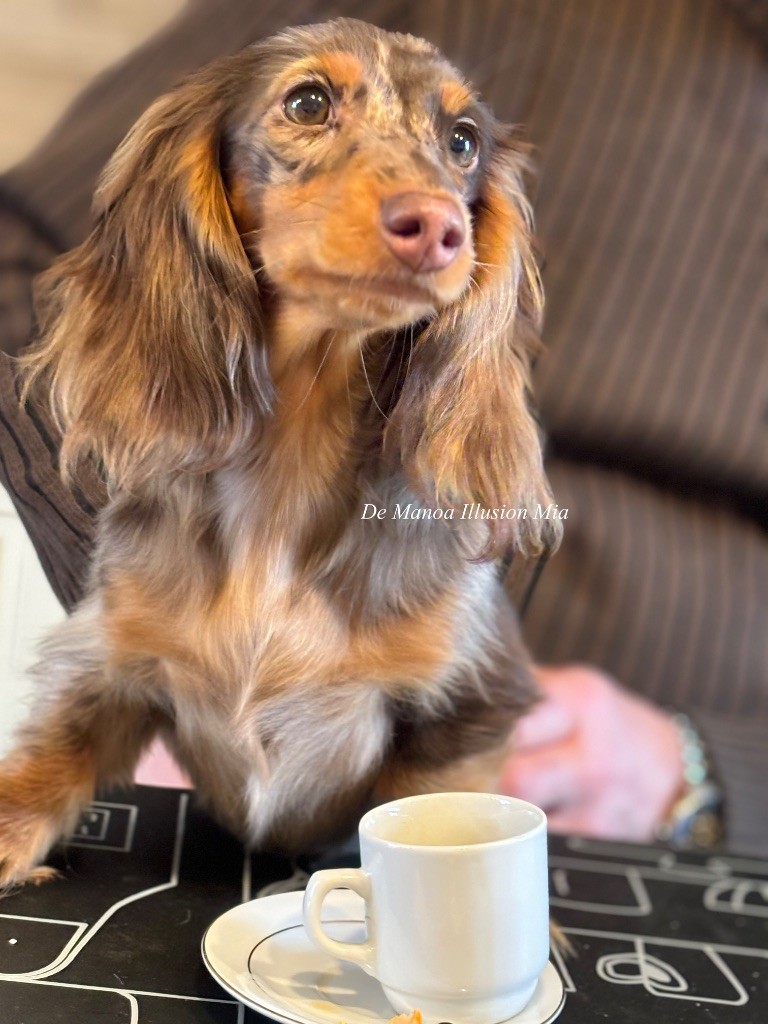 Publication : Des Sept Sacres Auteur : DS