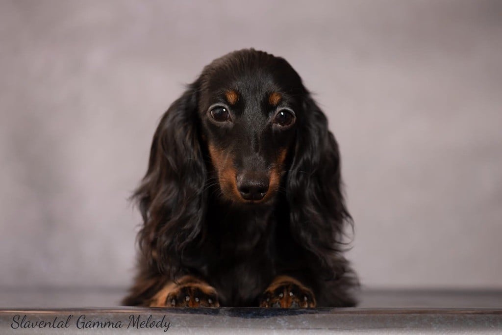 Publication : Des Sept Sacres Auteur : JD