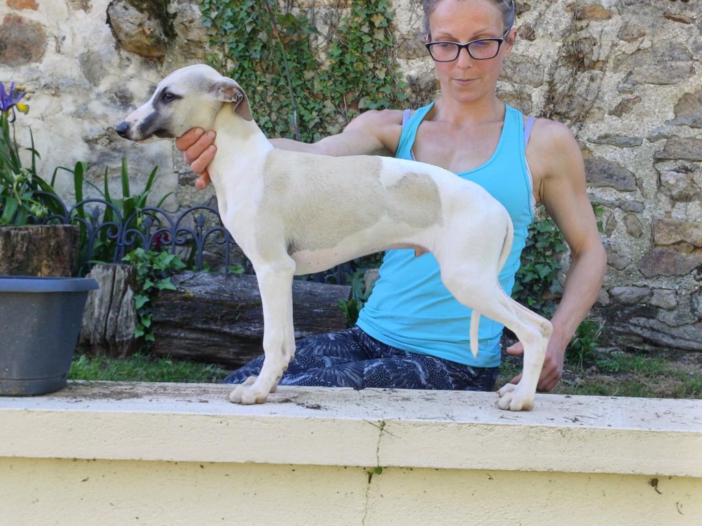 Publication : des Légendes du Moyen-Age Auteur : De Lev'horse