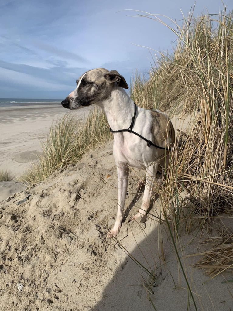 Publication : De Japp'potes 