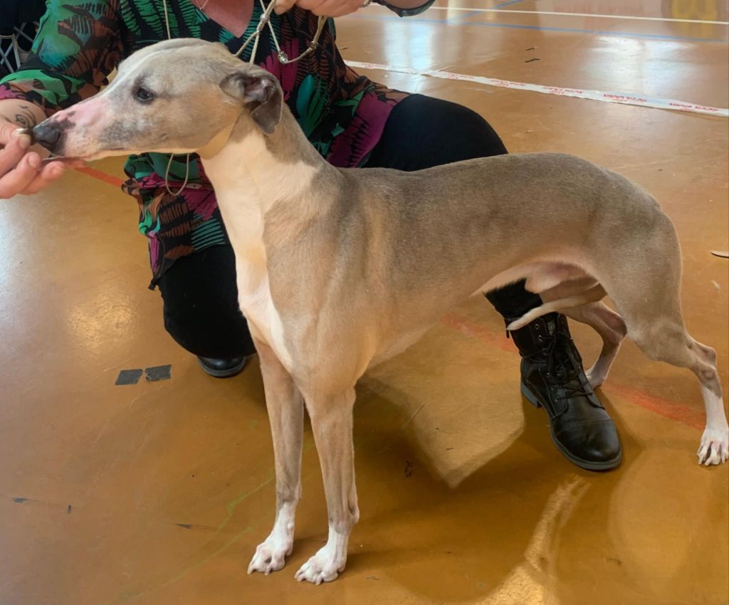 Publication : De Japp'potes