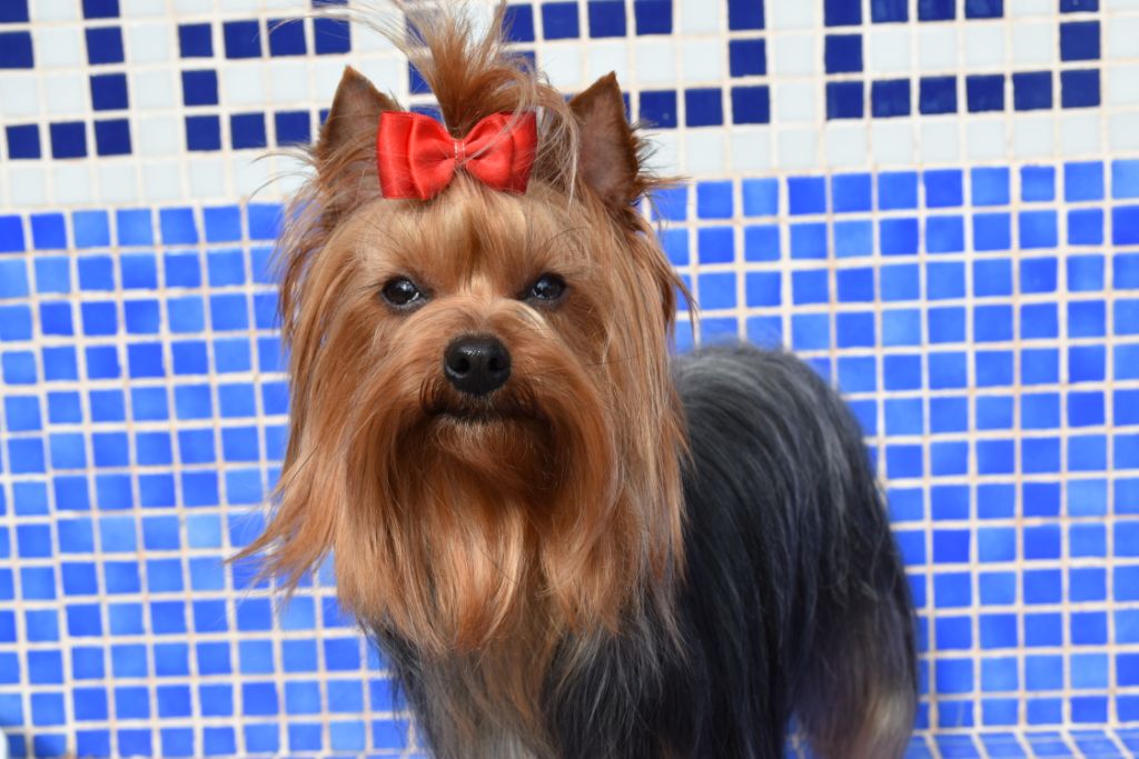 Publication : Horfeo's